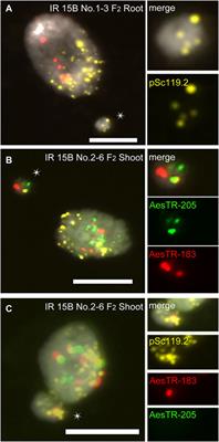 B-A Chromosome Translocations Possessing an A Centromere Partly Overcome the Root-Restricted Process of Chromosome Elimination in Aegilops speltoides